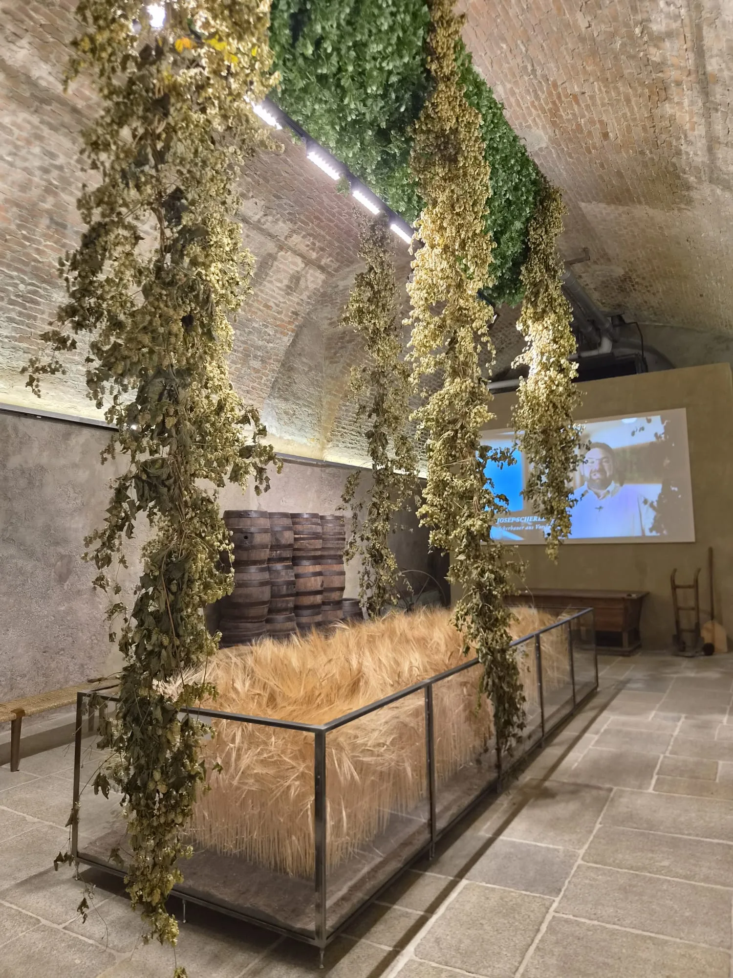 Hopfenranken im Innenhof der Brauerei